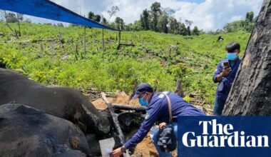 What is killing Sumatra’s elephants? The battle to save one of our rarest animals | Indonesia