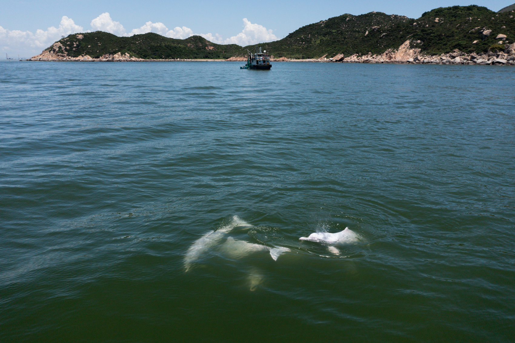 Chinese white dolphins swim in Hong Kong's water. Photo: Fung Hon-shing.