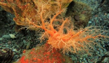 Sea cucumber cells appear ‘immortal’ and refuse to die