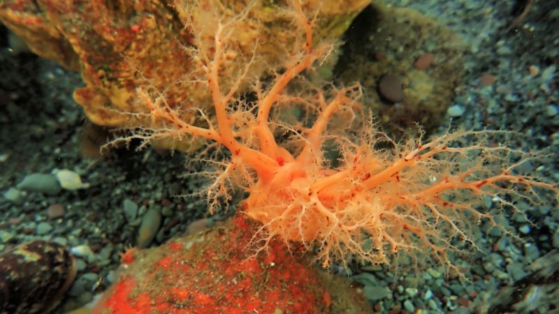 Sea cucumber cells appear ‘immortal’ and refuse to die