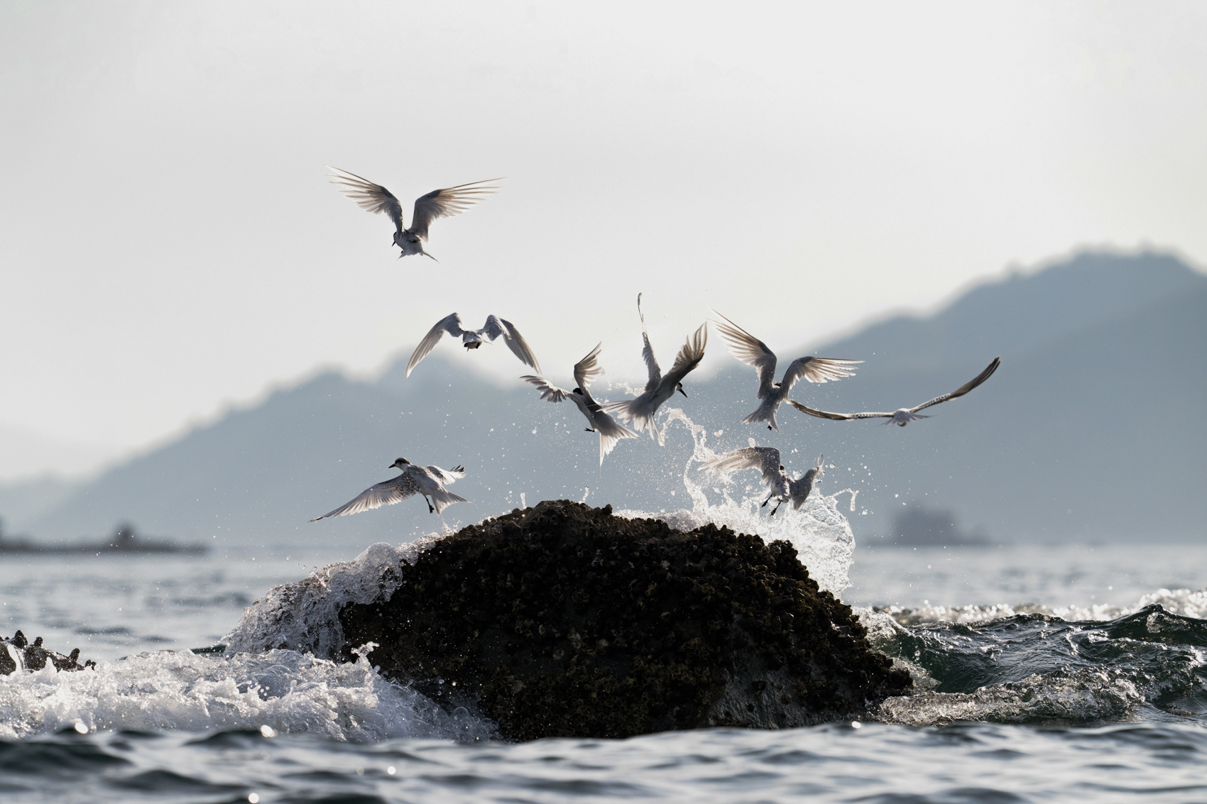 Black-naped terns. Photo: Fung Hon-shing.