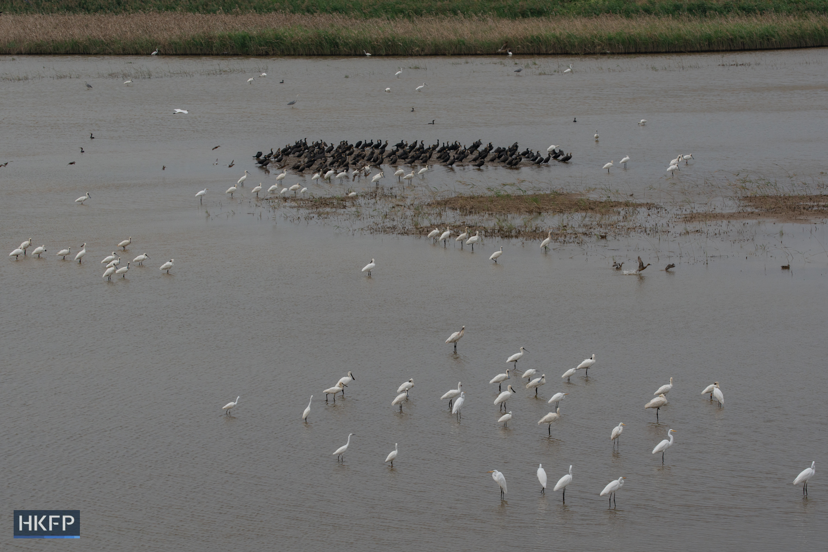 Migratory birds flock to wetlands in Yuen Long on November 18, 2025. Photo: Kyle Lam/HKFP.