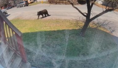 Bears return to urban areas, prompting safety reminder