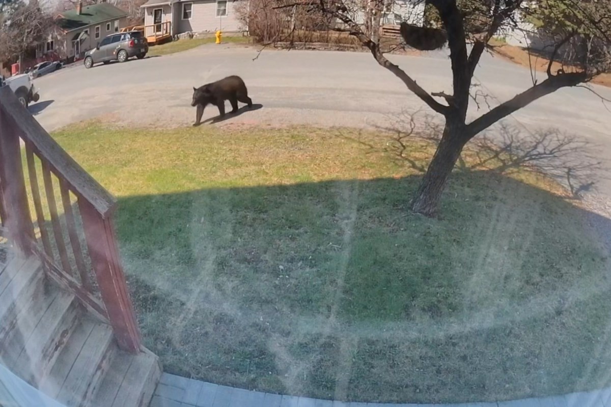 Bears return to urban areas, prompting safety reminder