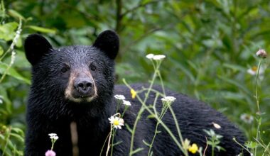Black Bear Sightings Today In Owen Sound Area
