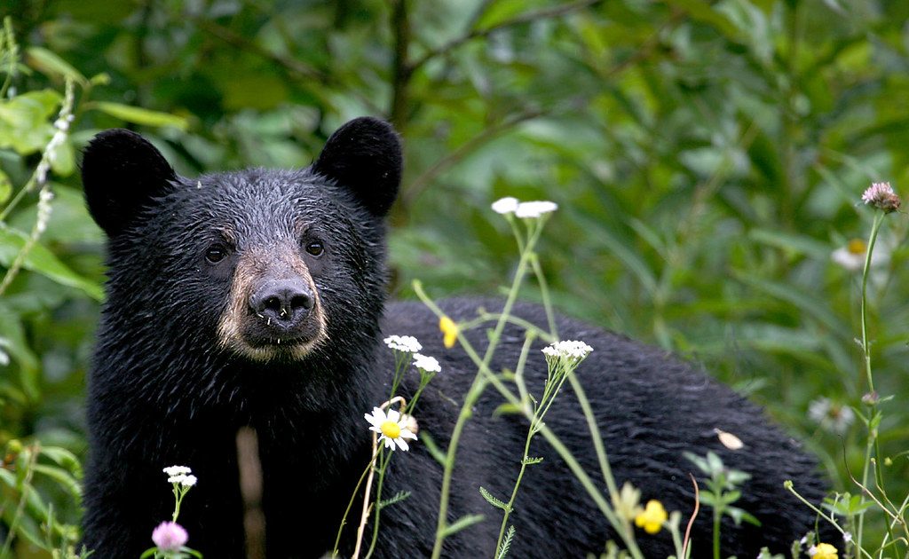 Black Bear Sightings Today In Owen Sound Area