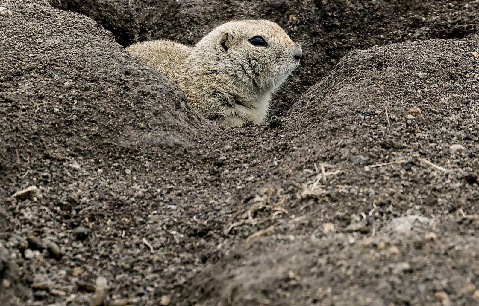 Innocuous critter or varmint to vanquish? – Winnipeg Free Press