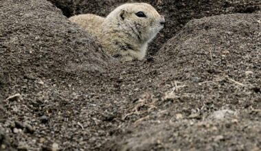 Innocuous critter or varmint to vanquish? – Winnipeg Free Press