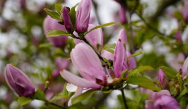Photo contest: Send us your best photos of spring blooms around Windsor