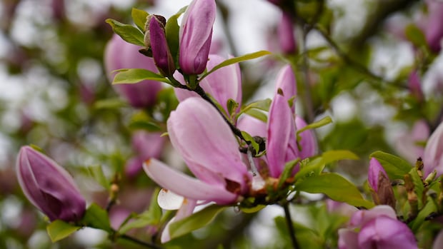 Photo contest: Send us your best photos of spring blooms around Windsor