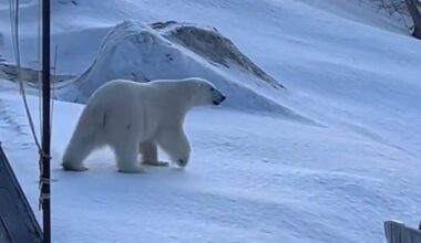 #TheMoment a polar bear passed through a N.L. town - CBC