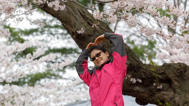 IN PHOTOS | Under High Park's blossoming cherry trees