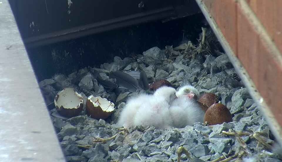 Three fluffy white falcon chicks huddle together with their eyes closed.