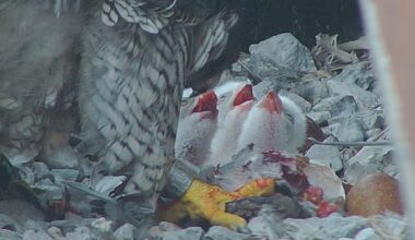 3 peregrine falcon chicks hatch in downtown Hamilton nest