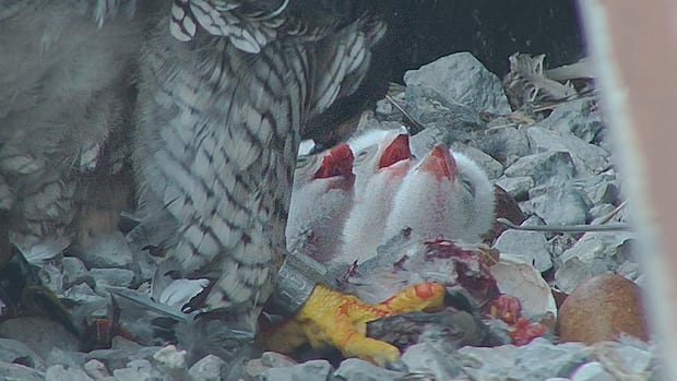 3 peregrine falcon chicks hatch in downtown Hamilton nest