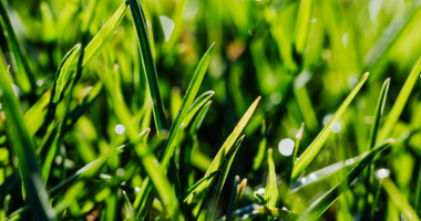 what to expect this season – East Surrey News – Leatherhead Living