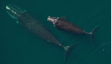 North Atlantic right whales see most births since 2009