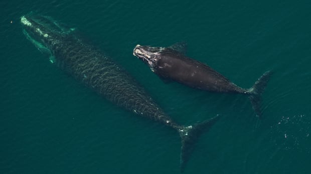 North Atlantic right whales see most births since 2009