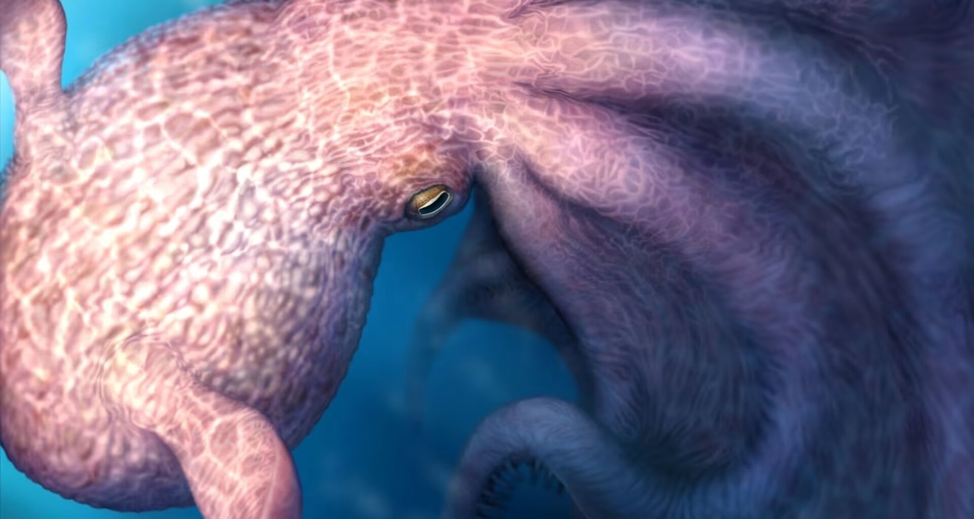 A close-up view of a colorful octopus illuminated by underwater light.