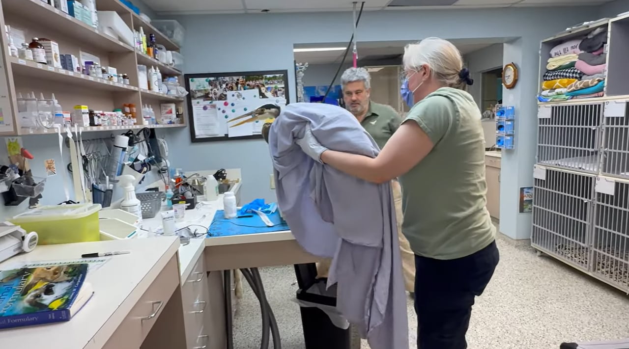 A woman with a mask and gloves on holds a heron swaddled in a purple sheet inside a veterinarian's office.