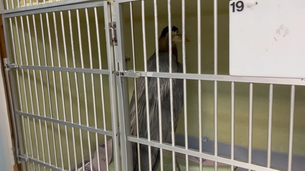 A Pacific great blue heron is seen inside of a cage in a veterinarian's office.