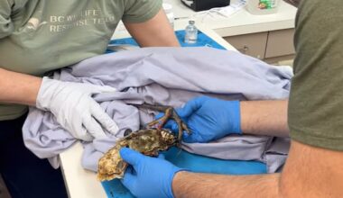 When oysters 'attack': B.C. team rescues heron from clingy shellfish