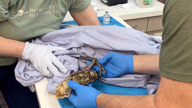 When oysters 'attack': B.C. team rescues heron from clingy shellfish