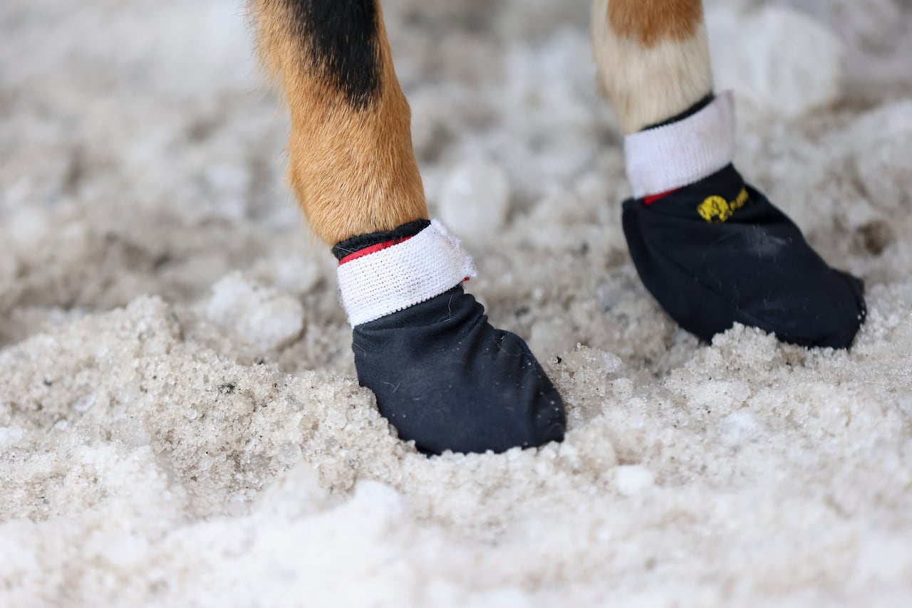 A dog wears booties in the snow.