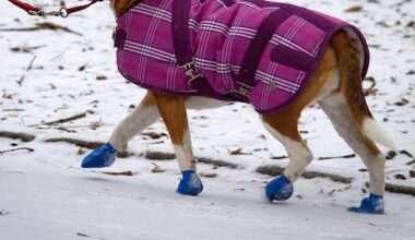 Dog walker bitten on the job can't sue because she 'owned' the pet at the time, Ontario's highest court rules