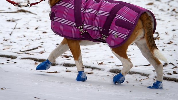 Dog walker bitten on the job can't sue because she 'owned' the pet at the time, Ontario's highest court rules