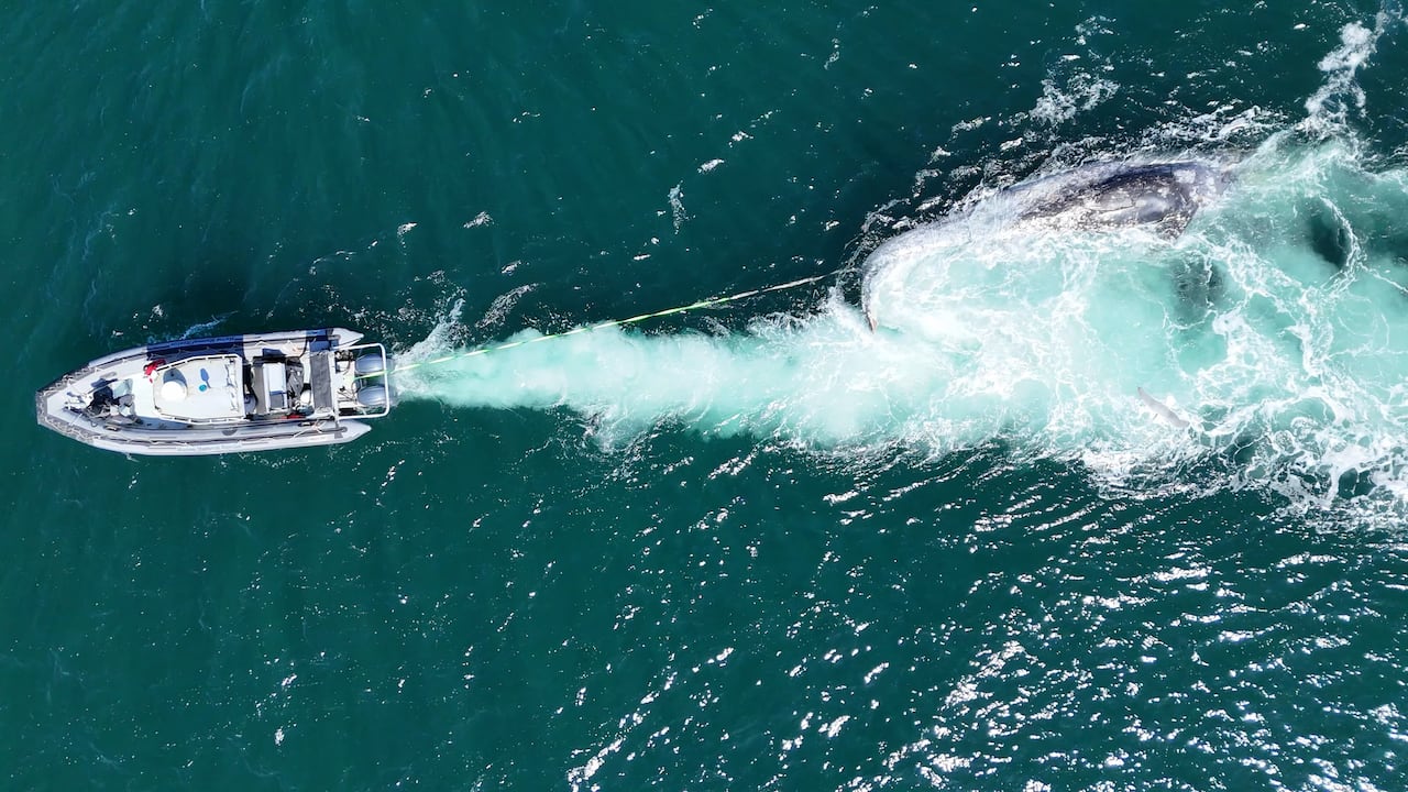 A boat tows a grey whale carcass.