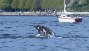 7 grey whales have been found dead off Vancouver Island this year