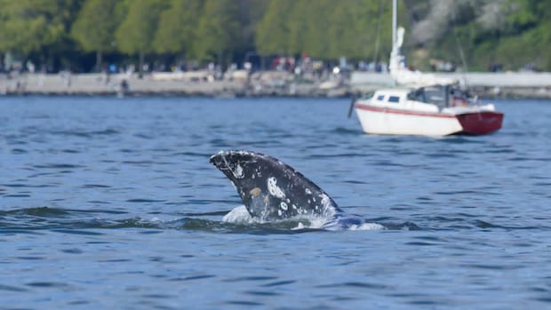 7 grey whales have been found dead off Vancouver Island this year