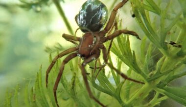 The diving bell spider Argyroneta aquatica with a bubble around it enabling it to breathe underwater