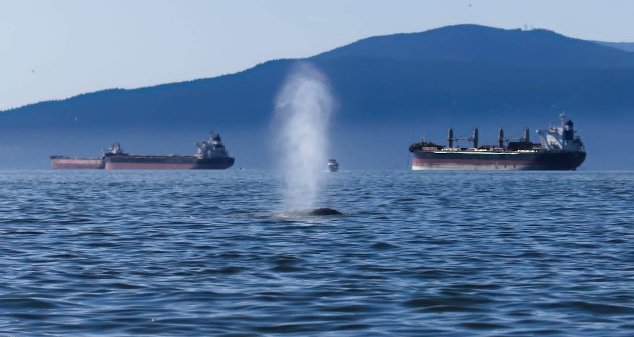 A grey whale is seen spraying mist on a sunny day.