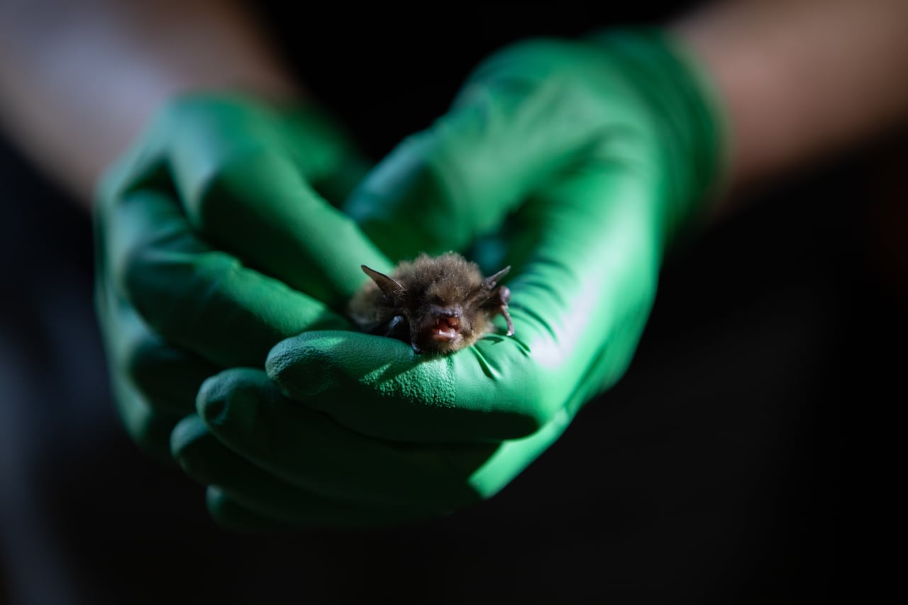 A person wearing green gloves holds a small bat