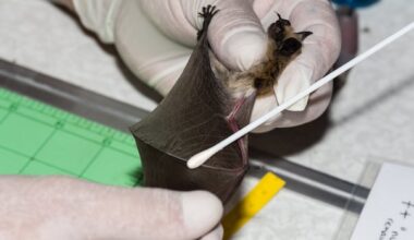 Trump cut funding for B.C. researchers. It could spell trouble for bats