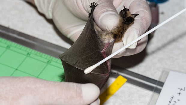 Trump cut funding for B.C. researchers. It could spell trouble for bats