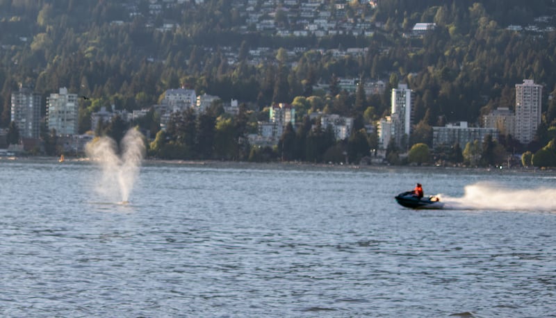 The watercraft approaches the whale prior to the collision. (Micaela Roughton)