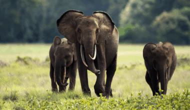 African Elephants May Be Using Farm Crops As Medicine
