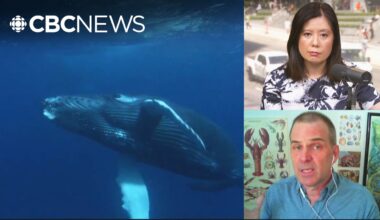 Grey whale collision in Vancouver shows 'tough decisions' needed to protect wildlife, says biologist
