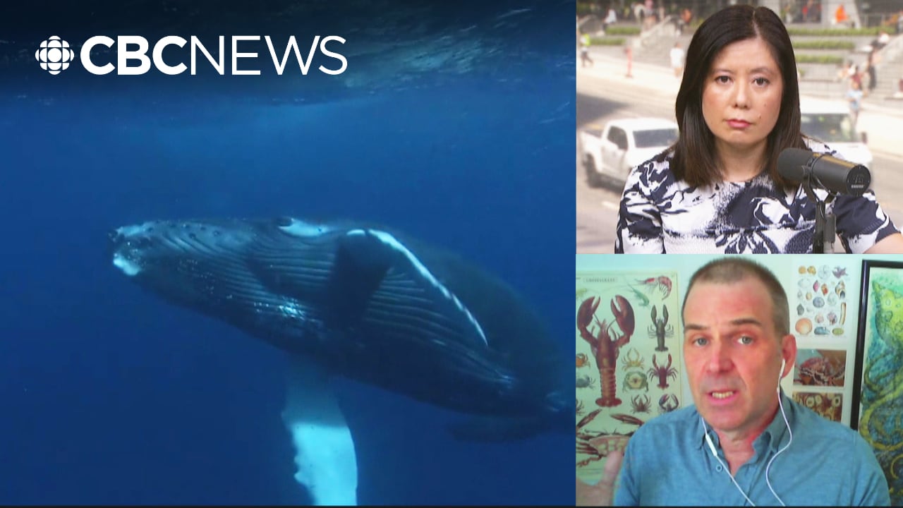 Grey whale collision in Vancouver shows 'tough decisions' needed to protect wildlife, says biologist