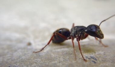 'Ant problem' forces indefinite suspension of surgeries at Carman hospital: Southern Health