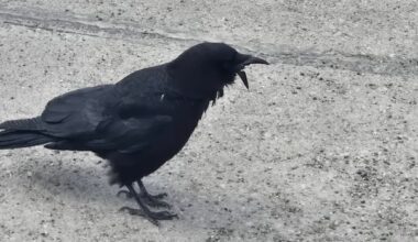 'That bird is a boss': Crow with ripped-off beak thwarts rescue efforts and is surviving on her own