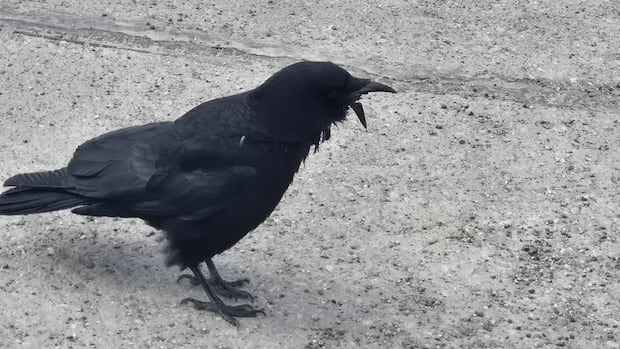 'That bird is a boss': Crow with ripped-off beak thwarts rescue efforts and is surviving on her own