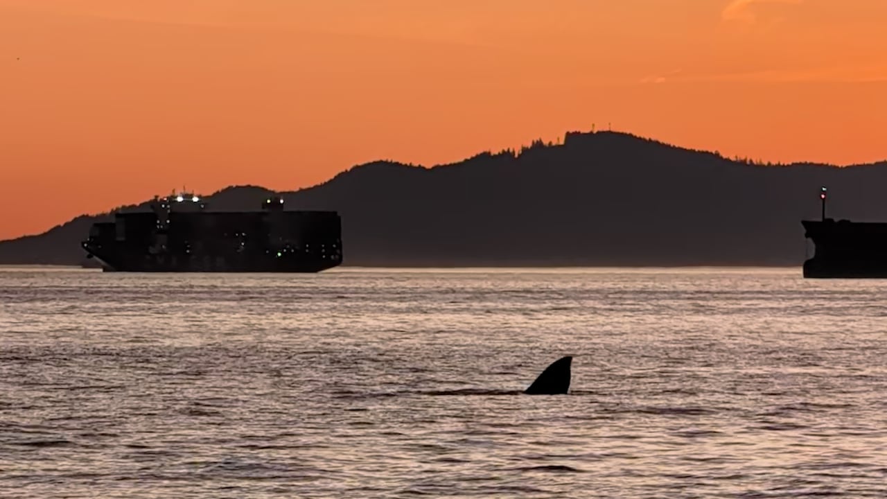 A grey whale in the sunset