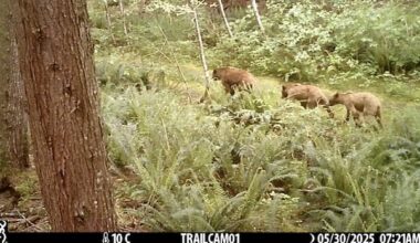 It's time to learn to live alongside grizzlies on Vancouver Island, expert says