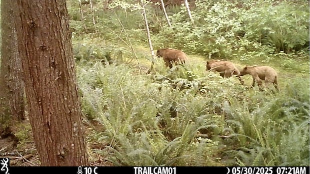 It's time to learn to live alongside grizzlies on Vancouver Island, expert says