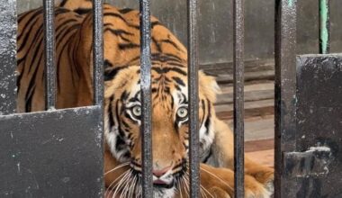 Punjab gets Asiatic lions, Bengal tigers under animal exchange programme