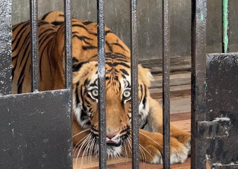 Punjab gets Asiatic lions, Bengal tigers under animal exchange programme